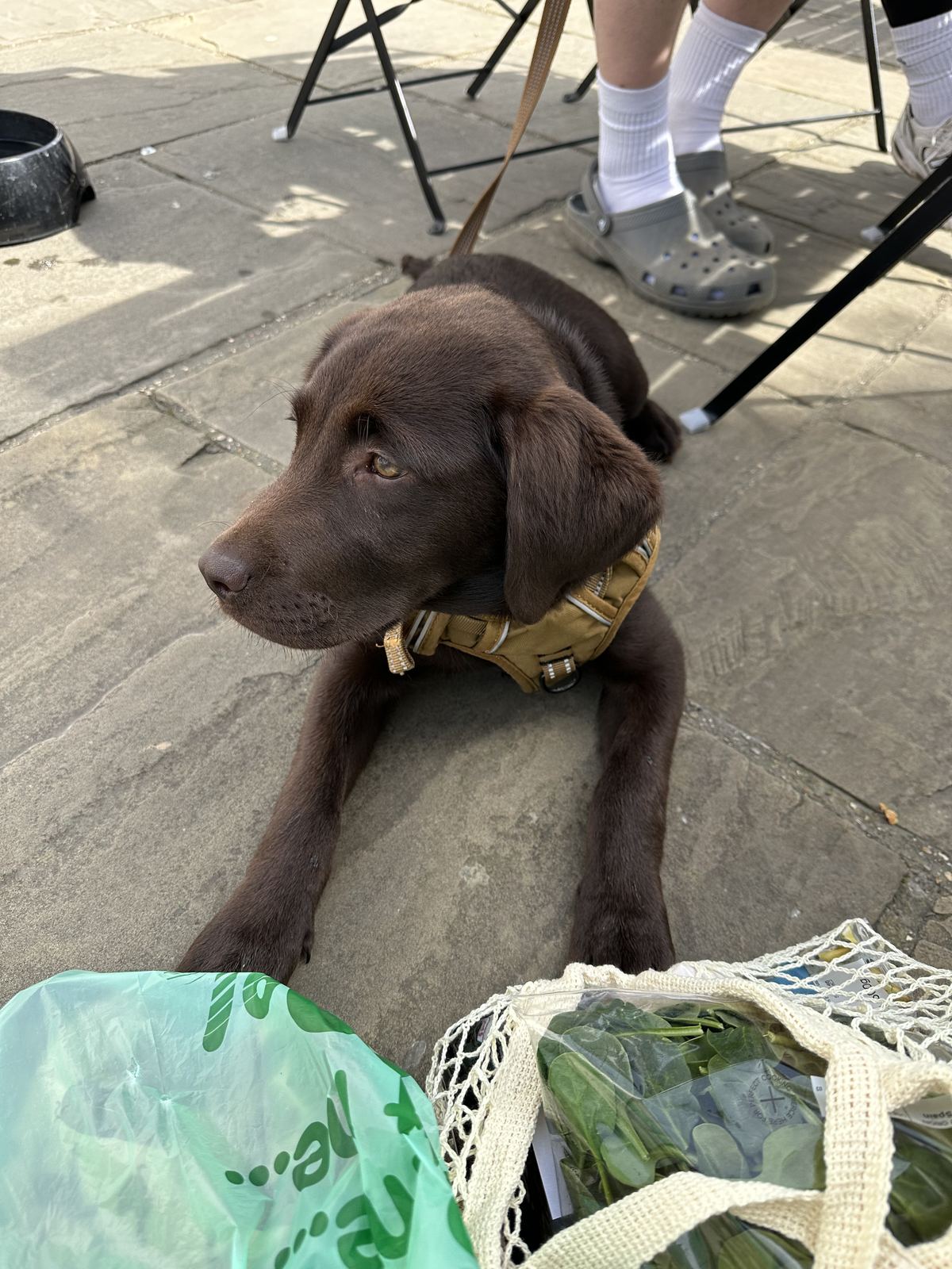 A chocolate Labrador puppy lying by the shopping